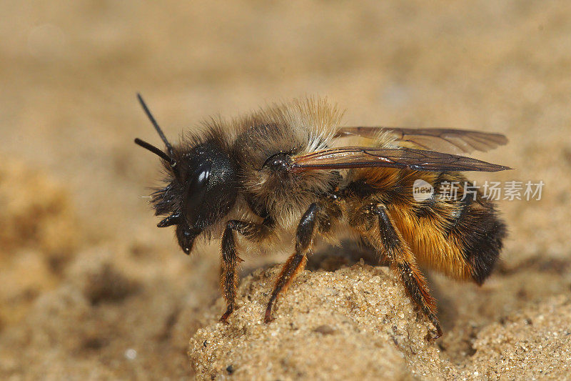 一个特写的雌性红梅森蜜蜂，Osmia rufa